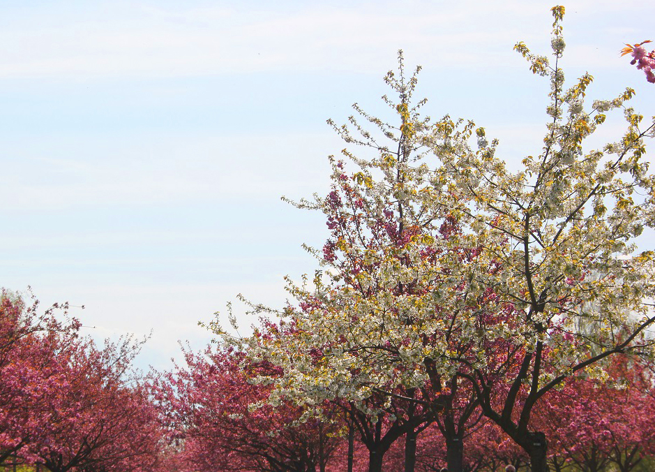 Kirschblüte 2022 in der Kirschblütenallee