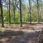 Waldstreifen Gueterfelder Haussee