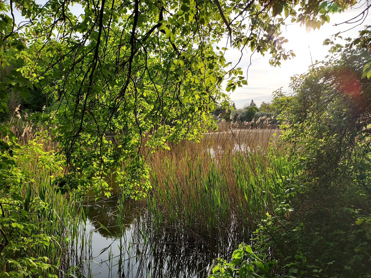Buschgrabensee alias Pfuhl in Kleinmachnow