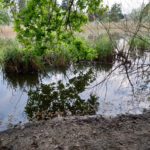 Ufer Buschgrabensee Kleinmachnow