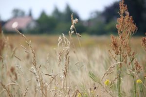 Alte Mohnkapseln im Gras Rieselfeld Achtruthengraben
