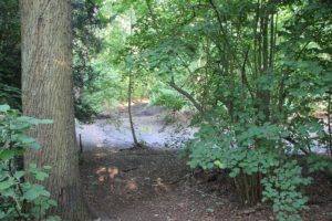 Blick auf trockenen Spandauer Teich Kleinmachnow