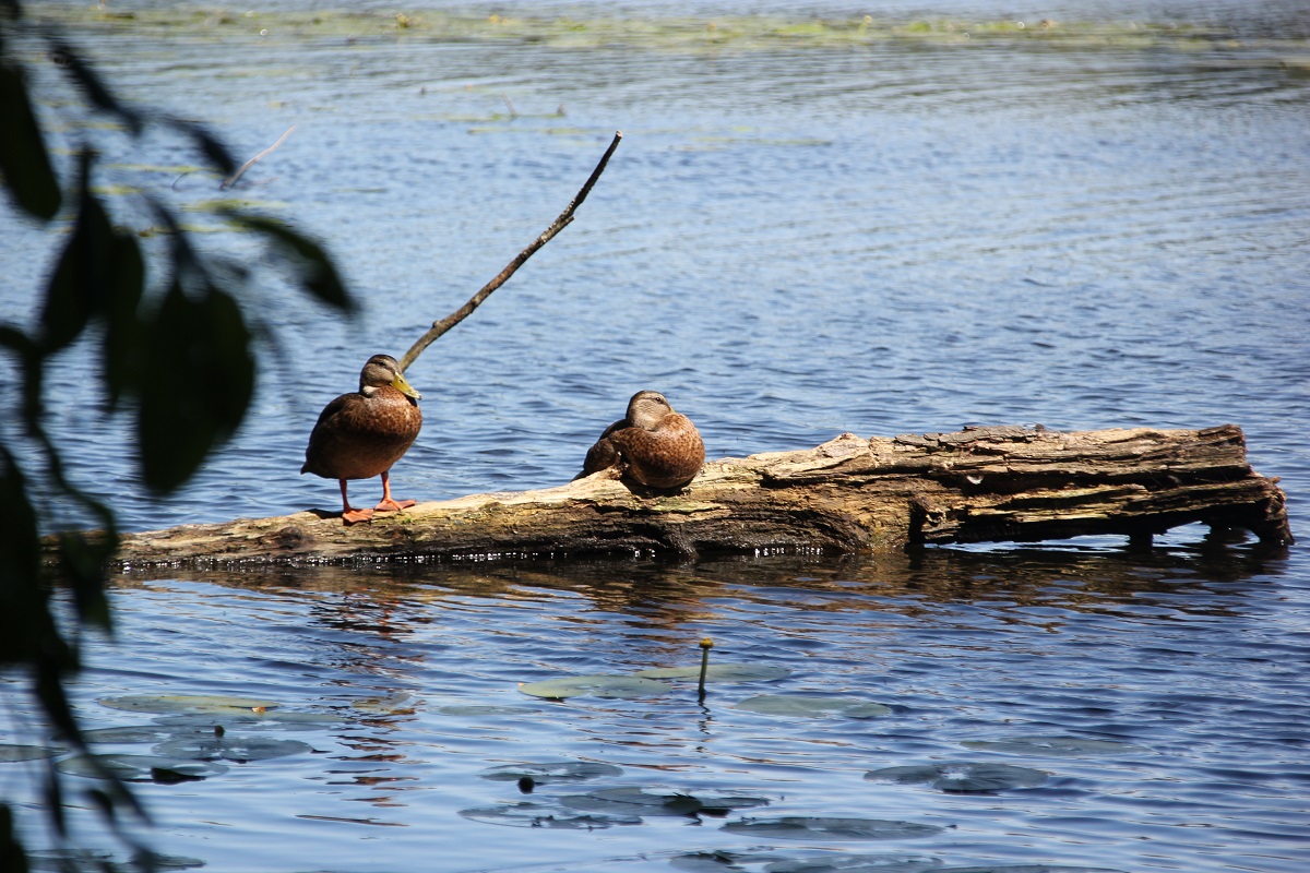Enten am Machnower See auf Totholz