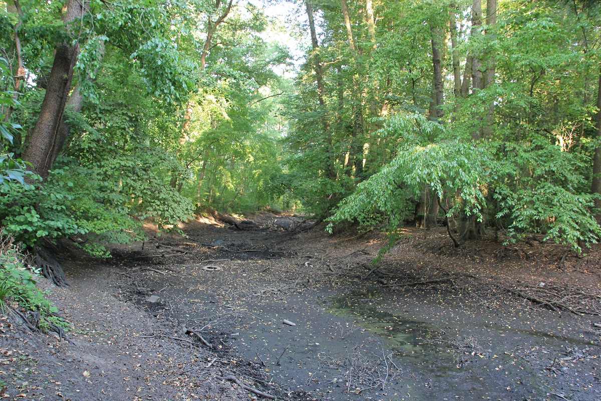 Spandauer Teich in Kleinmachnow – ausgetrocknet