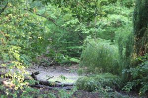 Pfützen erinnern an Wasserteich Spandauer Teich Kleinmachnow