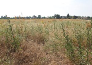 Rieselfeld Teltow am Achtruthengraben und Blumensiedlung