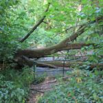 Ungestürzter Baum Ablauf Spandauer Teich Kleinmachnow