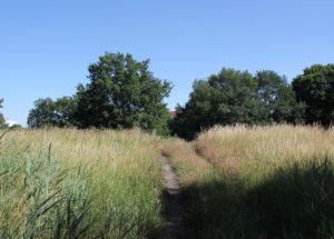 Weg durch Wiese Kleinmoskau Teltowkanal