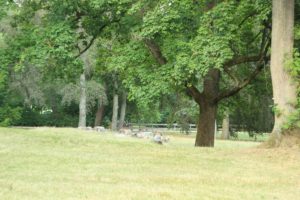 Baumstümpfe Schlosspark Lichterfelde