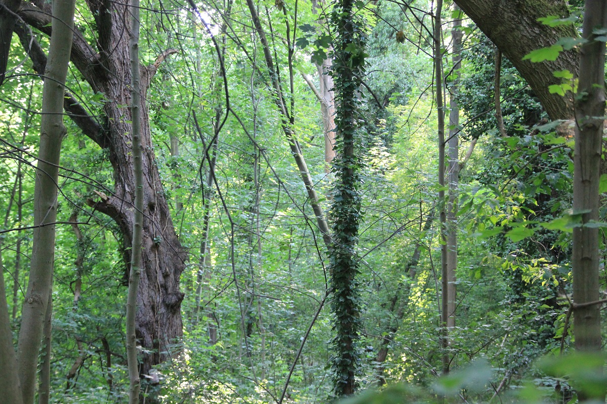 Naturschutzgebiet Schlosspark Lichterfelde