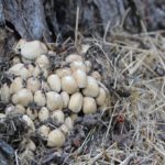 Pilz am Baum Schlosspark Lichterfelde