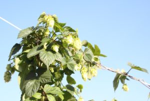 Hopfen