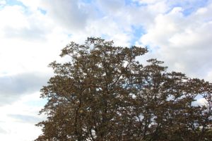 Rosskastanie Miniermottenbefall
