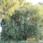 Bäume im Striwitzgraben Teltow