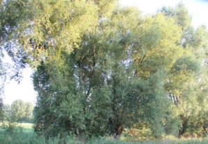 Bäume im Striwitzgraben Teltow