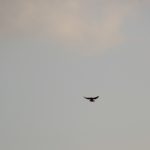 Falke über Buschwiesen Teltow