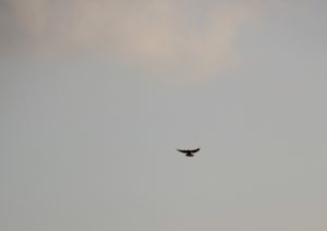 Falke über Buschwiesen Teltow