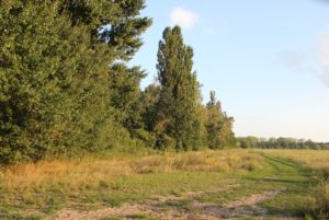 Wald Buschwiesen Teltow