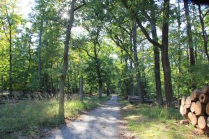 19 Königsweg Waldweg nach Brücke