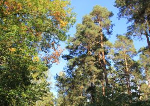 25 Königsweg Wald