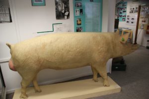 Ausgestopfter Eber Deutsches Schweinemuseum Ruhlsdorf