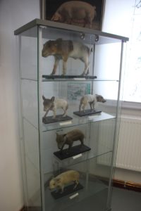 Ferkel Deutsches Schweinemuseum Ruhlsdorf