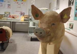 Schwein Deutsches Schweinemuseum Ruhlsdorf
