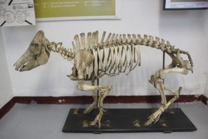 Skelett Schwein Deutsches Schweinemuseum Ruhlsdorf
