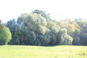 Bäkewiese Kleinmachnow Laubbäume