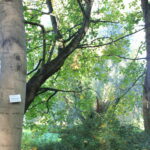Beschilderter Baum Naturlehrpfad Bäkewiese Kleinmachnow