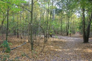 Wald Heinersdorf Lichterfelde