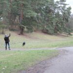 Hunde im Fischtalpark Zehlendorf