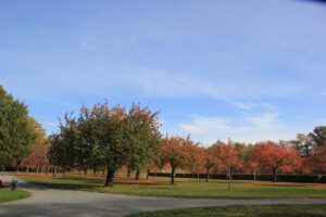 Kirschbäume Lilienthal-Park Lichterfelde