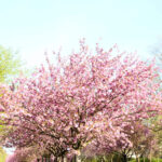 Baum entlang Kirschblütenallee Teltow