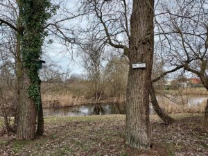 Baumbestand Röthepfuhl Ruhlsdorf