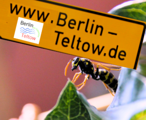 Lustige Wespen Berlin-Teltow.de