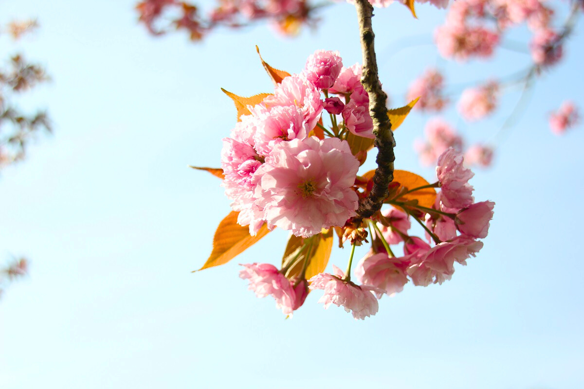 Kirschblüte 2023 in der Kirschblütenallee Teltow