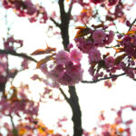 Kirschblüte in der Sonne Kirschblütenallee Teltow