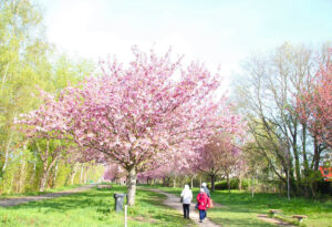 Kirschblütenallee Teltow Besucherinnen