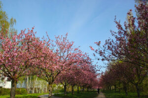 Kirschblütenallee Teltow am Morgen