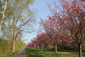 Kirschblütenallee Teltow hinterer Teil