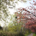 Kirschen und andere Blüten Kirschblütenallee Teltow