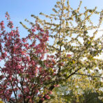 Rosa und weiße Kirschblüte Kirschblütenallee Teltow