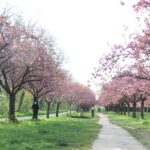 Wege der Kirschblütenallee Teltow