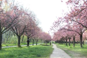 Wege der Kirschblütenallee Teltow