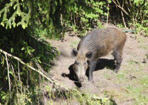 Wildschwein Bache