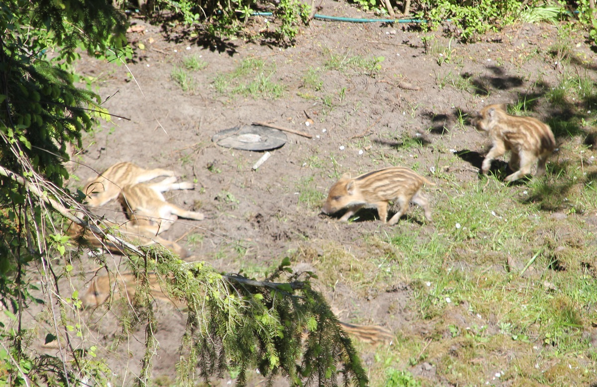 Wildschwein Frischlinge