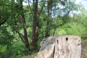 Alte Bäume Buschgraben Zehlendorf Kleinmachnow