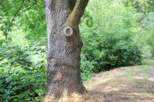 Baum am Rand des Buschgrabens Zehlendorf Kleinmachnow