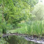 Buschgraben Wasser Zehlendorf Kleinmachnow